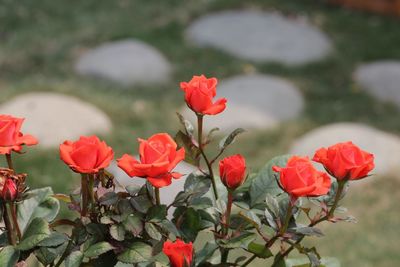 Close-up of red flowering plants