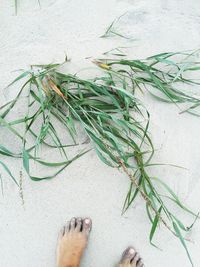 Low section of person on sand at beach