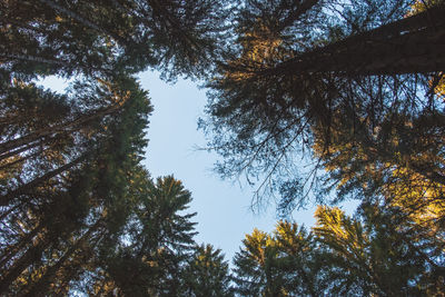 Low angle view of trees against sky