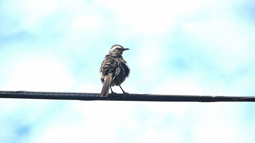 Low angle view of birds perching on tree