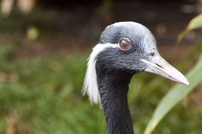 Close-up of bird looking away