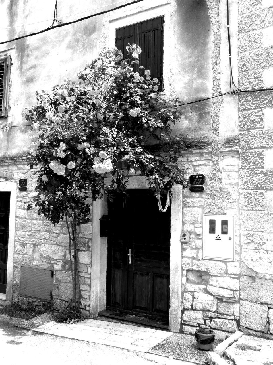 VIEW OF TREE WITH HOUSE