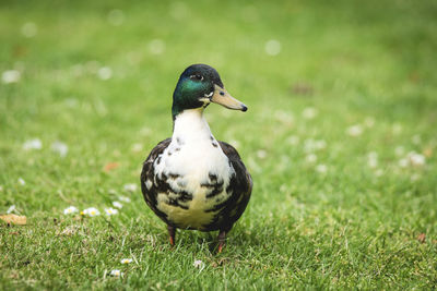 Close-up of a bird on grass