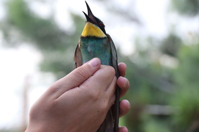 Cropped image of hand holding bird