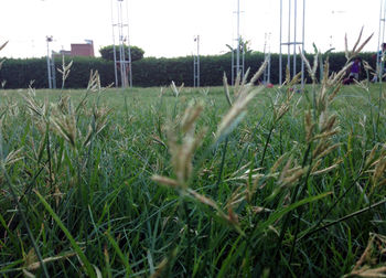 Close-up of crop in field