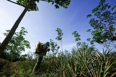 Low angle view of trees against blue sky