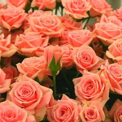 Close-up of pink rose