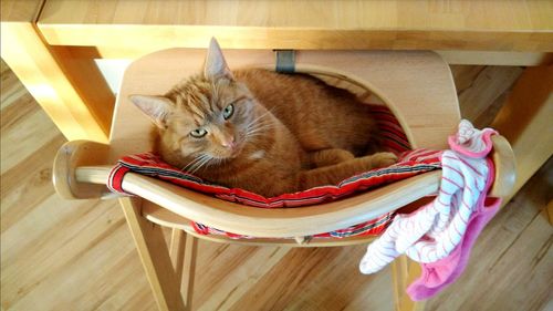 Portrait of cat resting on floor