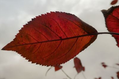 Close-up of red maple leaf against blurred background