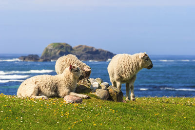 Sheep on a meadow by the sea
