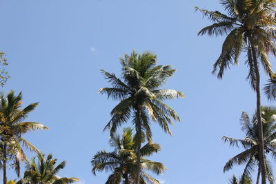 Low angle view of palm trees against clear blue sky