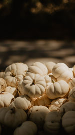 Close-up of shells in market