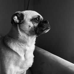 Side view of pug at home