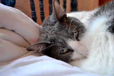 Close-up of cat sleeping on bed