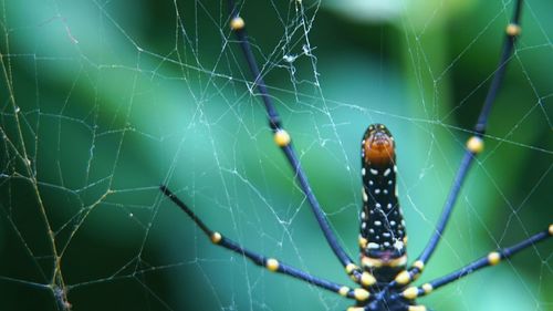 Close-up of spider on web