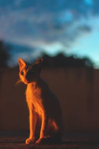 Cat looking away outdoors