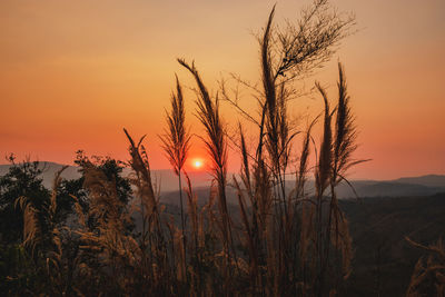 Scenic view of sunset over field