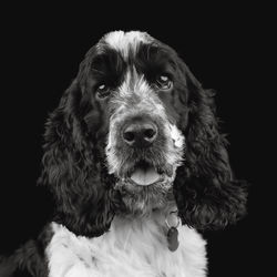 Black and white portrait of a spaniel dog