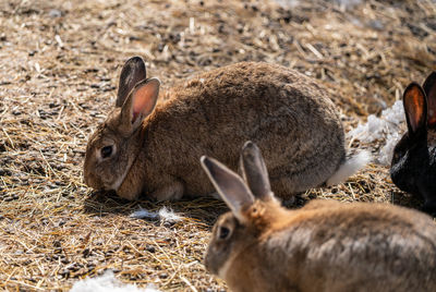 Close-up of rabbit