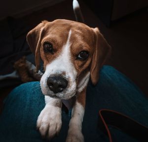 Close-up portrait of dog sitting