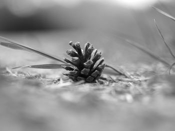 Close-up of flower on field