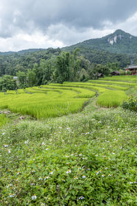 Scenic view of field against sky