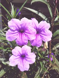 Close-up of purple flowers blooming outdoors