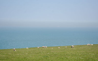 View of sheep grazing in the sea