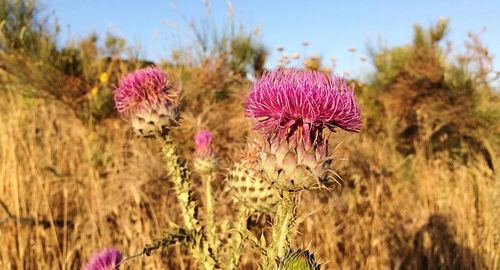 Close-up of pink flowers blooming in field