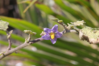 Close-up of honey bee on purple flowering plant