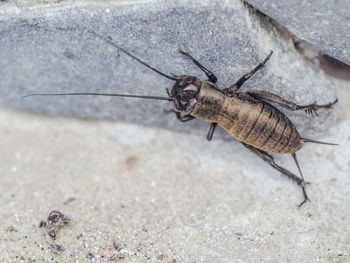 Close-up of insect