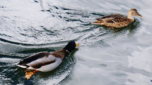 Duck swimming in a lake