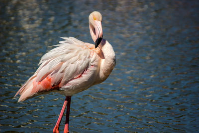 View of bird in lake