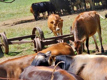 Cows in a field