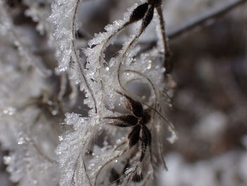 Close-up of frozen plant