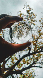 Close-up of hand holding glass of tree