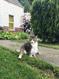 Cat in backyard