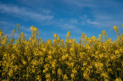 Rapeseed field