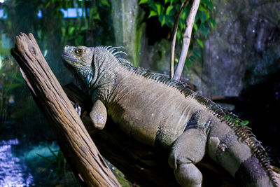 Close-up of a lizard in a zoo