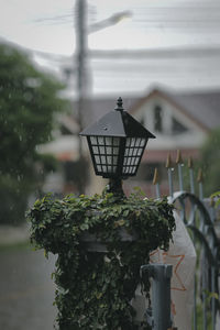 Close-up of potted plant in yard