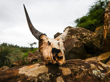 Close-up of animal skull