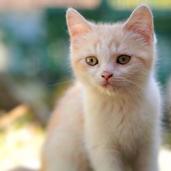 Close-up portrait of cat