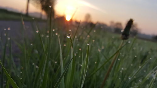 Close-up of wet grass on field during rainy season