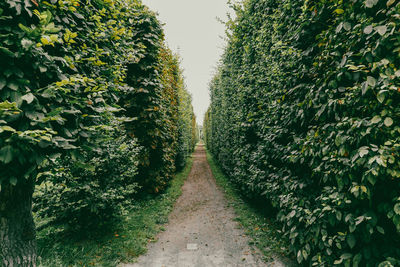 Footpath amidst trees against sky