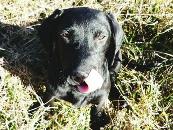 Dog relaxing on grassy field