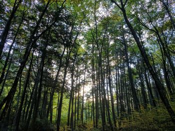 Bamboo trees in forest