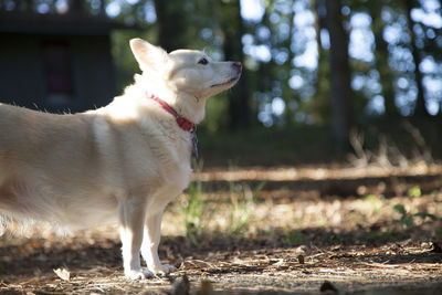 White dog sniffing the air at a park