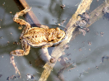 High angle view of frog in swamp