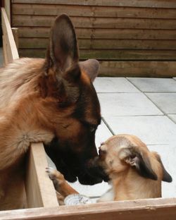 Close-up of cats sitting outdoors