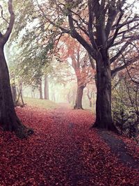 Trees in forest